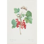 PAIR OF BOTANICAL PRINTS