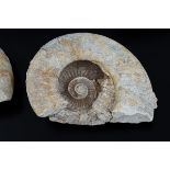 TWO AMMONITE SHELLS