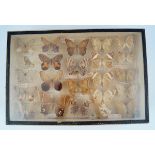 COLLECTION OF BUTTERFLIES