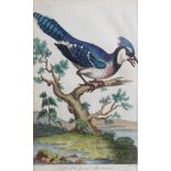 SET OF 9 ORNITHOLOGICAL COLOURED ENGRAVINGS