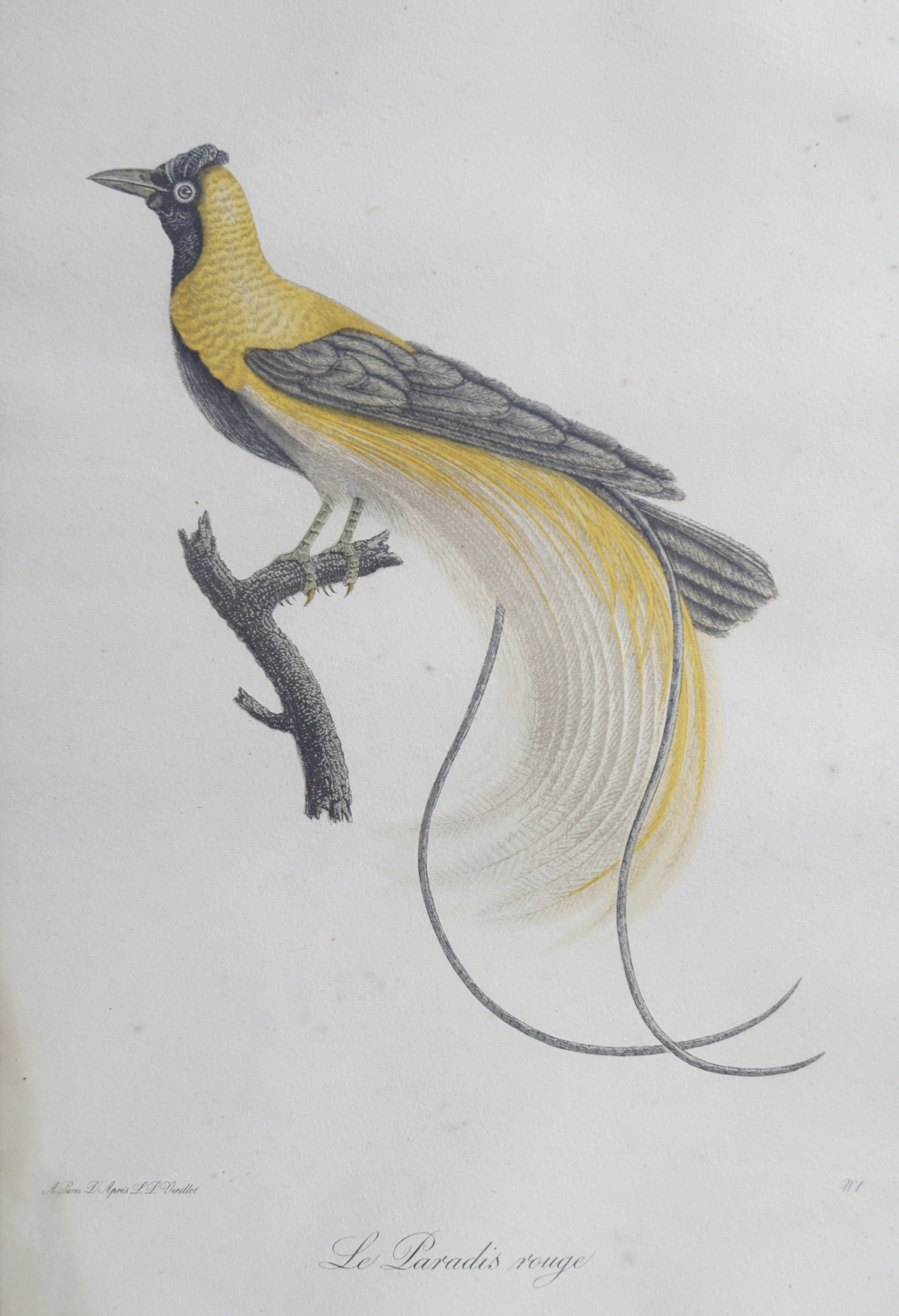 ORNITHOLOGICAL POLYCHROME PRINTS - Image 3 of 4