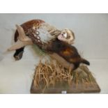 Taxidermy - polecat with pheasant
