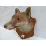 Taxidermy - fox mask on oak shield mount