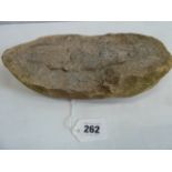 Prehistoric fish fossil