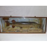 Taxidermy - cased 21lb Pike - caught in Knipton Reservoir,