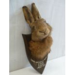 Taxidermy - hares head on oak shield mount inscribed Thorpe Satchville Beagles - 3 hours Clawson