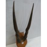 Taxidermy - early 20thC mounted Eland Bull horns