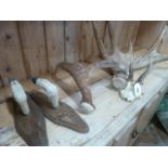 Roe Buck antlers on cranium pair mounted deer hoof coat hooks and stag antlers (5)