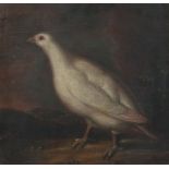 Maler des 19. Jh."Weißes Rebhuhn", naturalistische Darstellung des Vogels vor dunkler