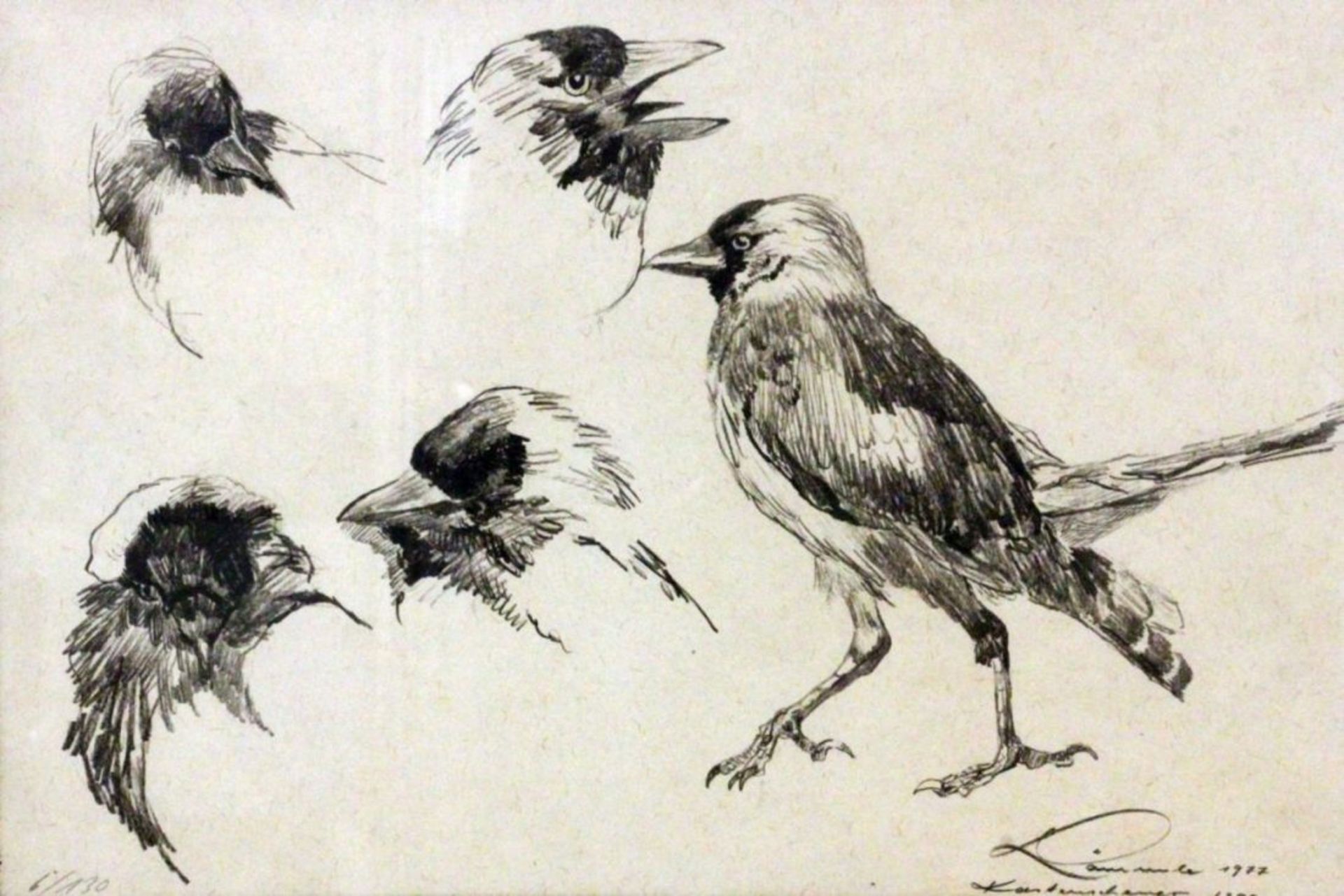 LÄMMLE, WOLFGANGStuttgart 1941 - 2019 Australien Studie mit Singvögeln. Litho, signiert und dat.: