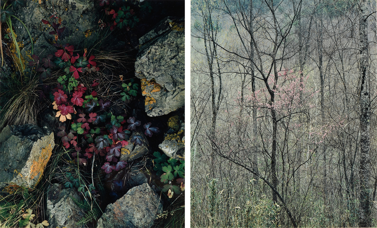ELIOT PORTER (American 1901-1990) TWO PHOTOGRAPHS, "Redbud Trees in Bottomland, Near Red River