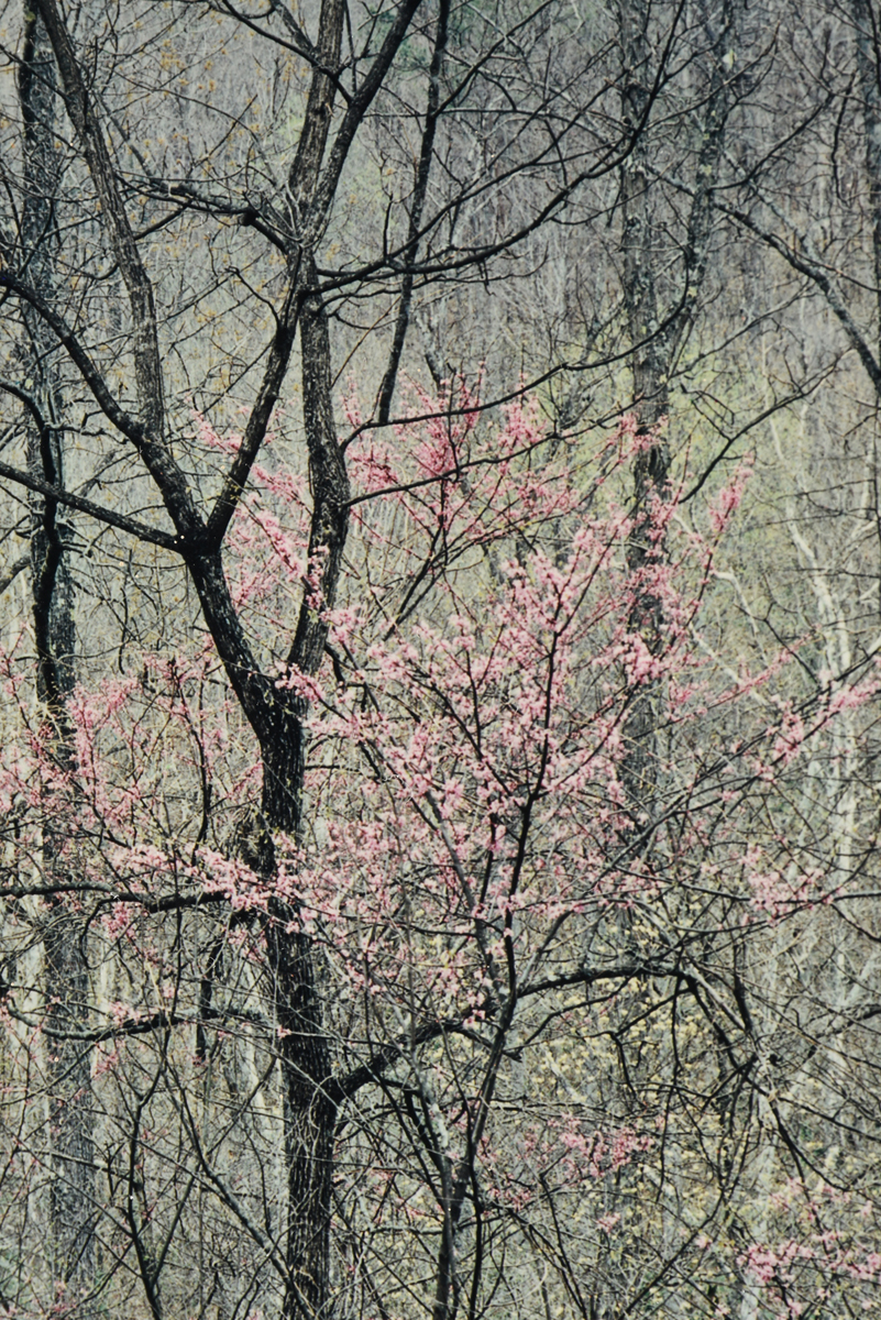 ELIOT PORTER (American 1901-1990) TWO PHOTOGRAPHS, "Redbud Trees in Bottomland, Near Red River - Image 19 of 20