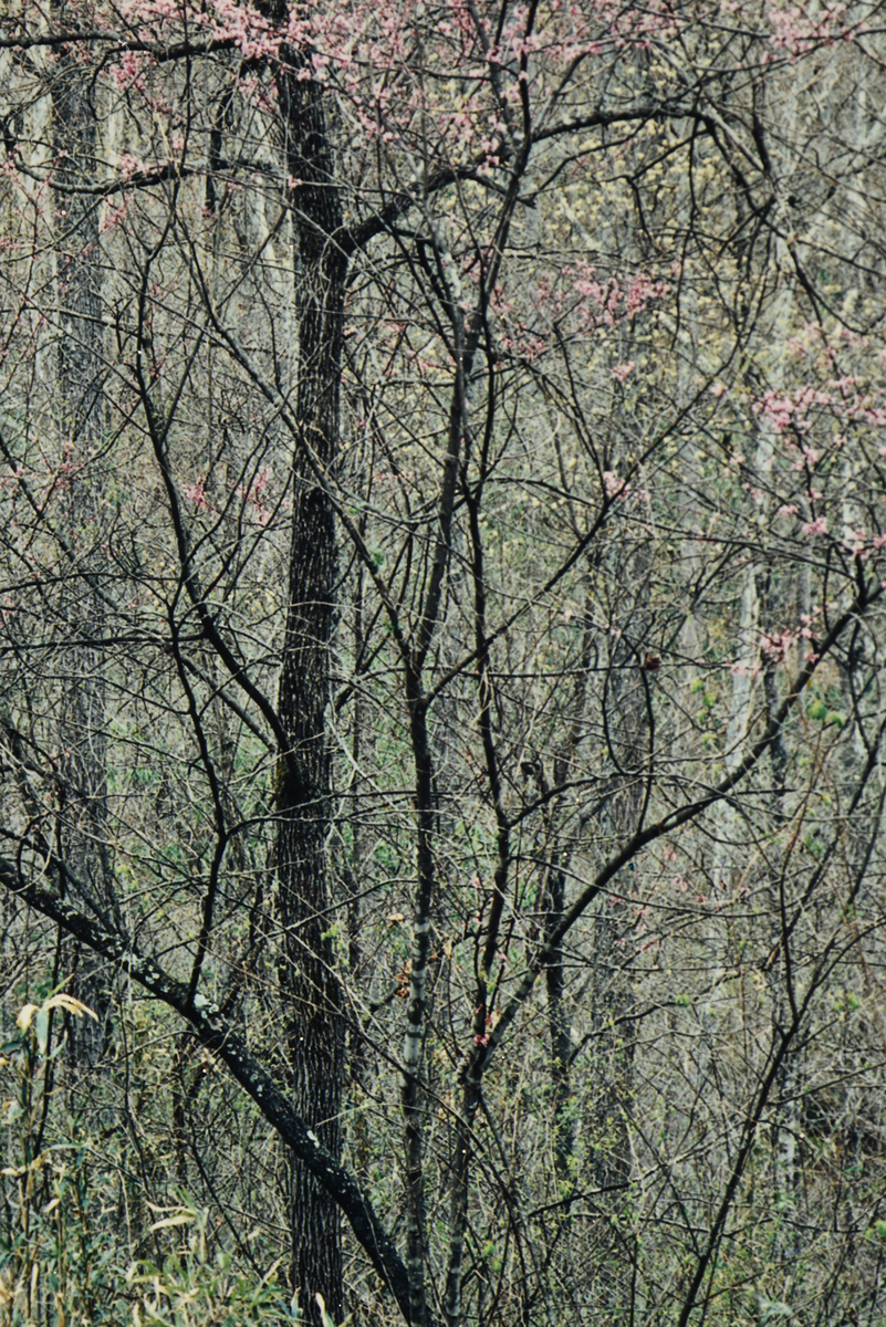 ELIOT PORTER (American 1901-1990) TWO PHOTOGRAPHS, "Redbud Trees in Bottomland, Near Red River - Image 16 of 20