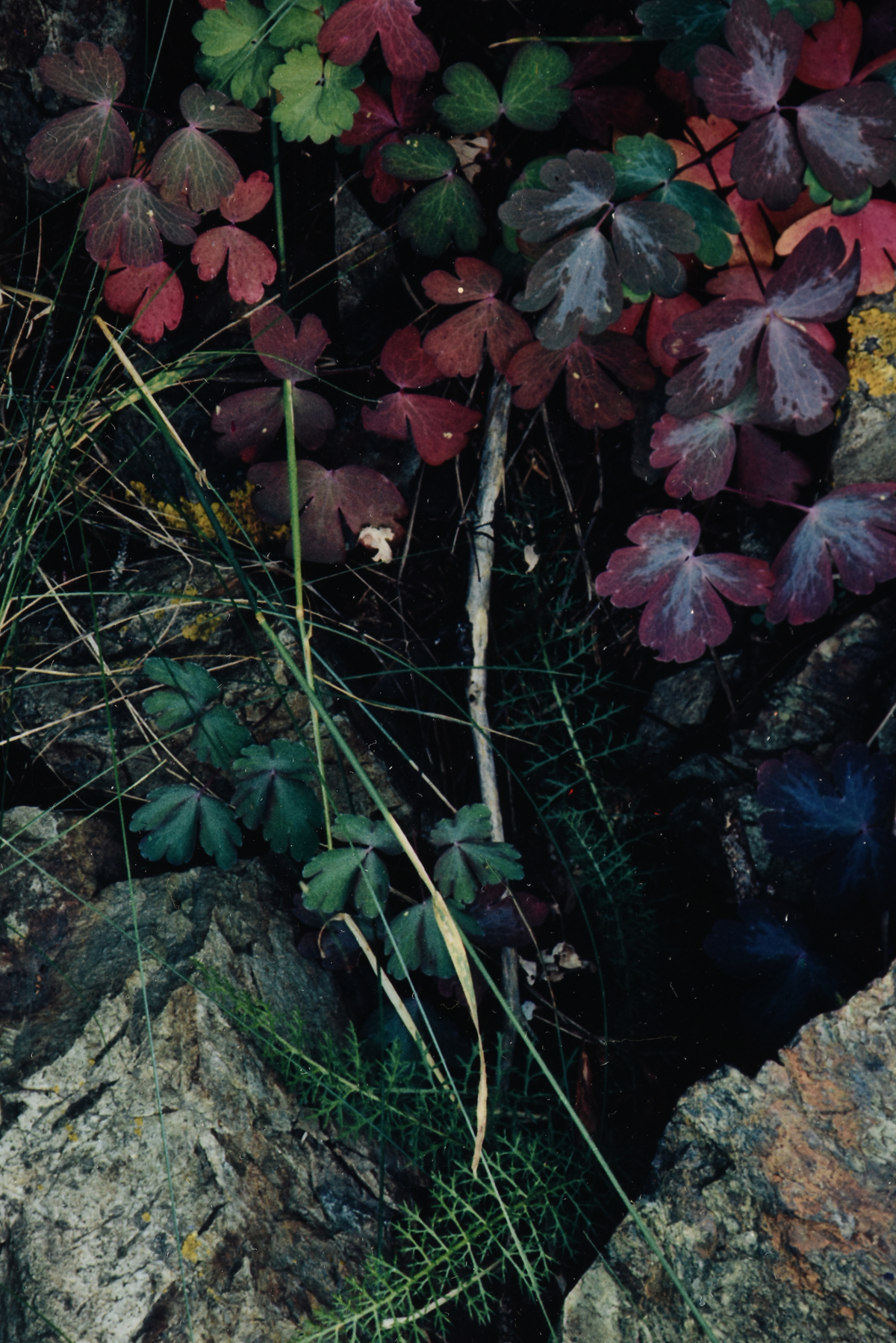 ELIOT PORTER (American 1901-1990) TWO PHOTOGRAPHS, "Redbud Trees in Bottomland, Near Red River - Image 6 of 20