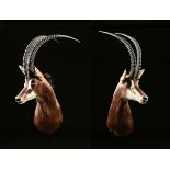 A PAIR OF SCIMITAR HORNED SABLE ANTELOPE TROPHY HEAD MOUNTS, the taxidermy with heads turned