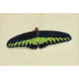 KERMIT OLIVER (American/Texas b. 1943) A PAINTING, "The Rajah Brooke Birdwing," acrylic wash on