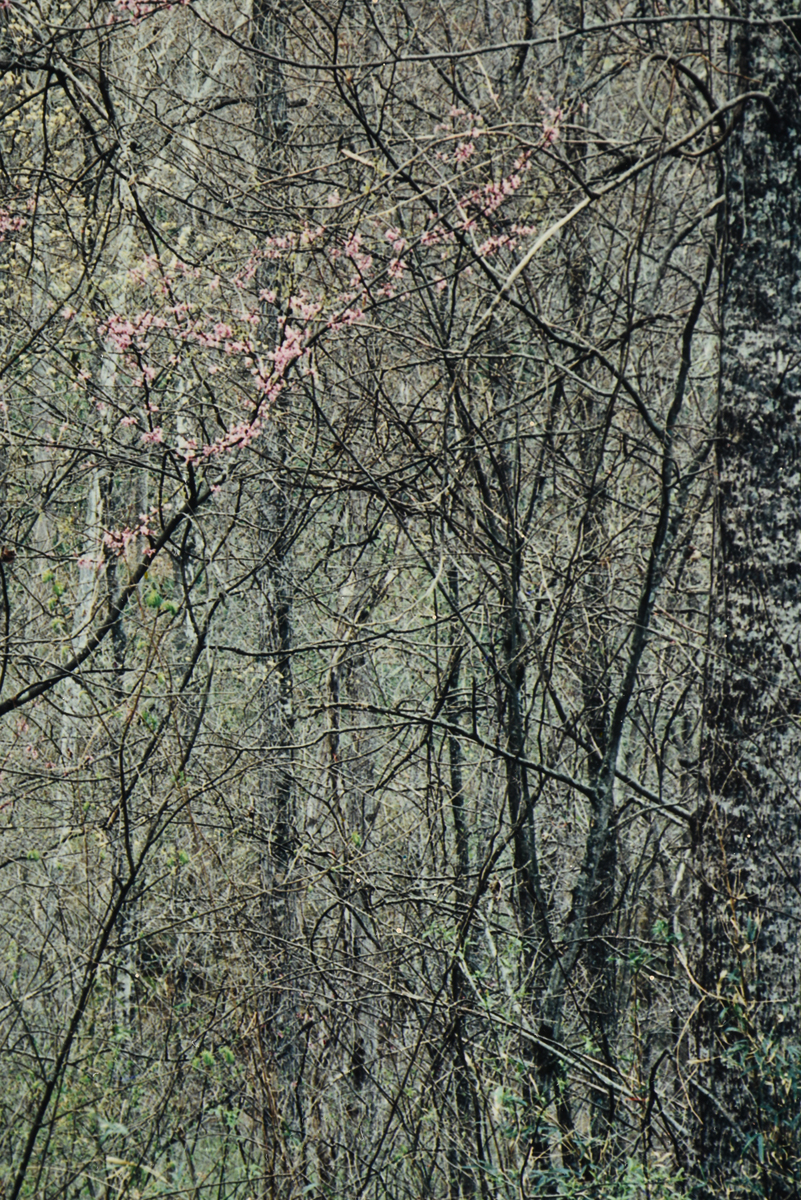 ELIOT PORTER (American 1901-1990) TWO PHOTOGRAPHS, "Redbud Trees in Bottomland, Near Red River - Image 15 of 20