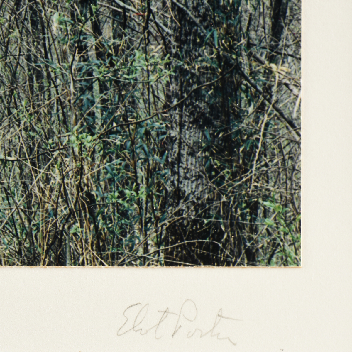 ELIOT PORTER (American 1901-1990) TWO PHOTOGRAPHS, "Redbud Trees in Bottomland, Near Red River - Image 14 of 20