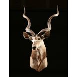 A GREATER KUDU TROPHY HEAD MOUNT, AFRICAN, 20TH CENTURY, taxidermy with glass eyes. Height: 78"