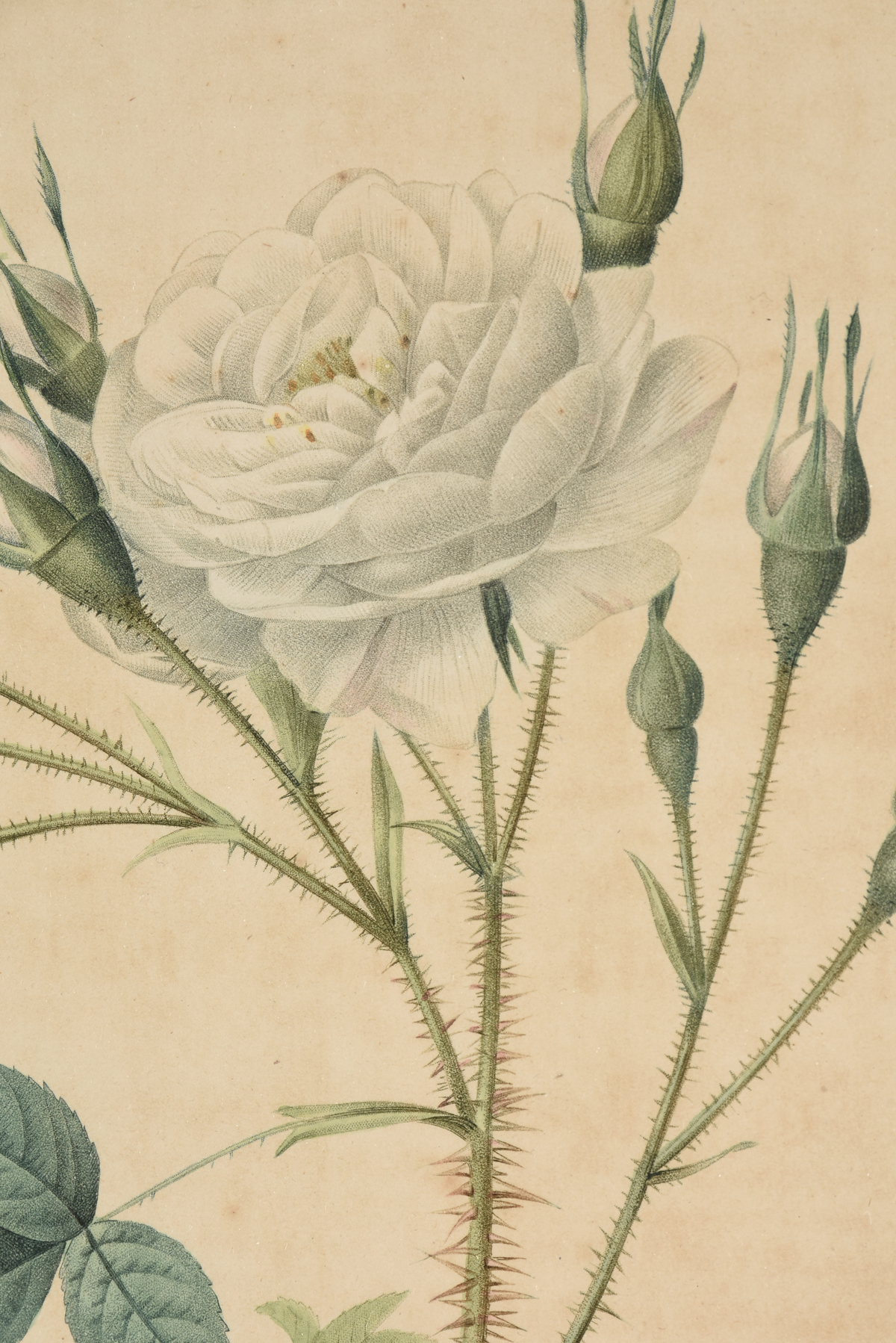 after PIERRE JOSEPH REDOUTÉ (Belgian/French 1759-1840) A PAIR OF BOTANICAL PRINTS, EARLY 19TH - Image 6 of 21