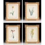 after PIERRE JOSEPH REDOUTÉ (Belgian/French 1759-1840) A GROUP OF FOUR BOTANICAL PRINTS, hand
