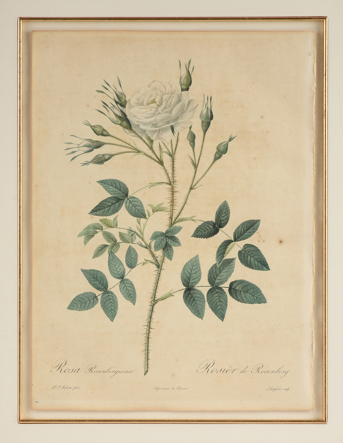 after PIERRE JOSEPH REDOUTÉ (Belgian/French 1759-1840) A PAIR OF BOTANICAL PRINTS, EARLY 19TH - Image 3 of 21