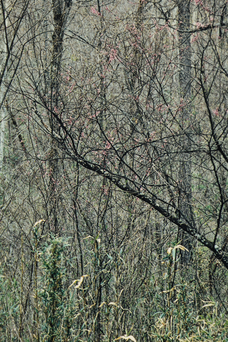 ELIOT PORTER (American 1901-1990) TWO PHOTOGRAPHS, "Redbud Trees in Bottomland, Near Red River - Image 17 of 20