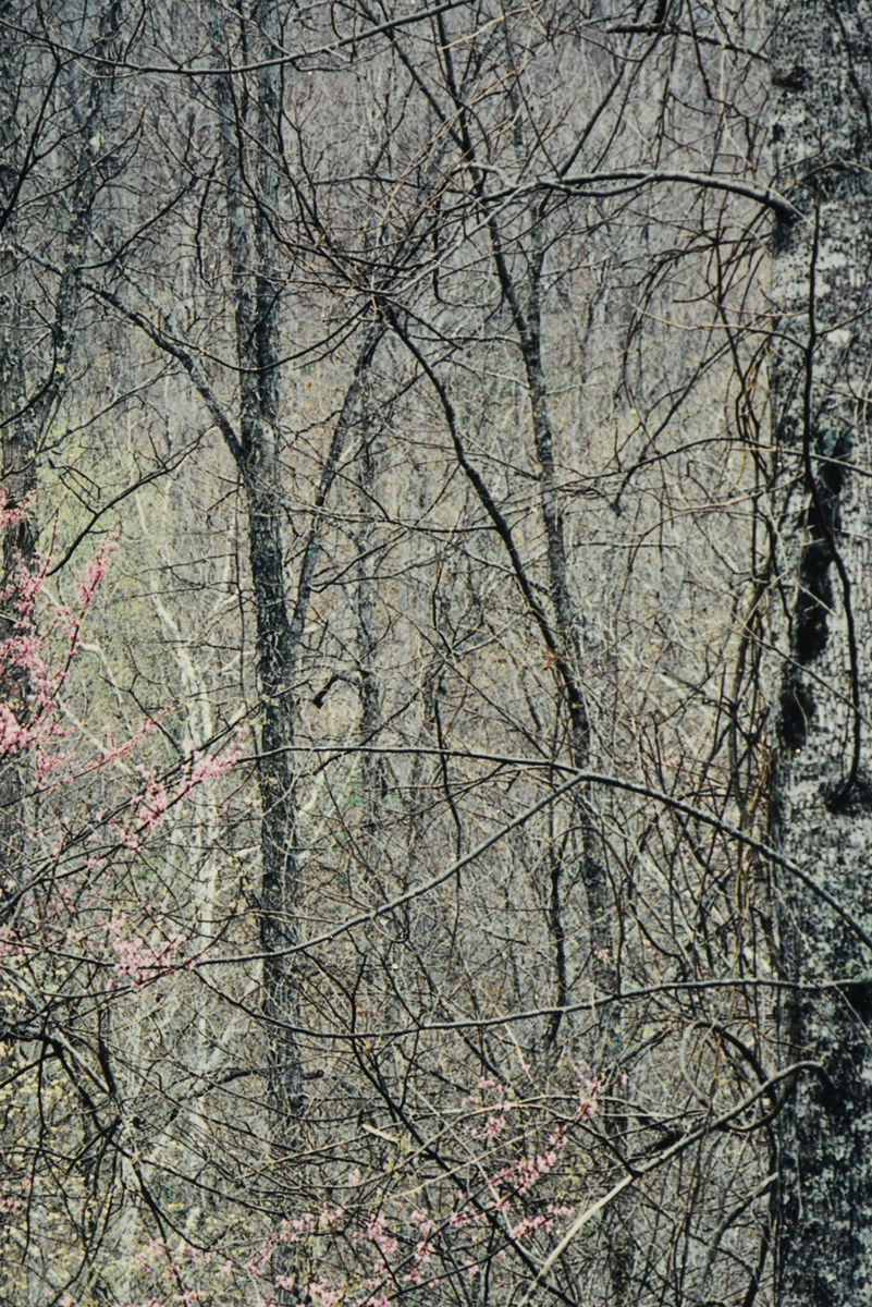 ELIOT PORTER (American 1901-1990) TWO PHOTOGRAPHS, "Redbud Trees in Bottomland, Near Red River - Image 20 of 20