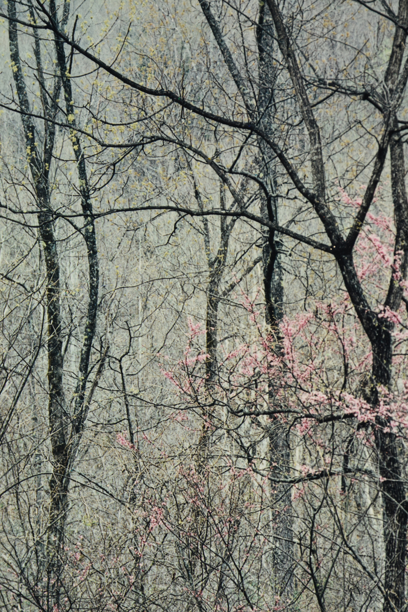 ELIOT PORTER (American 1901-1990) TWO PHOTOGRAPHS, "Redbud Trees in Bottomland, Near Red River - Image 18 of 20