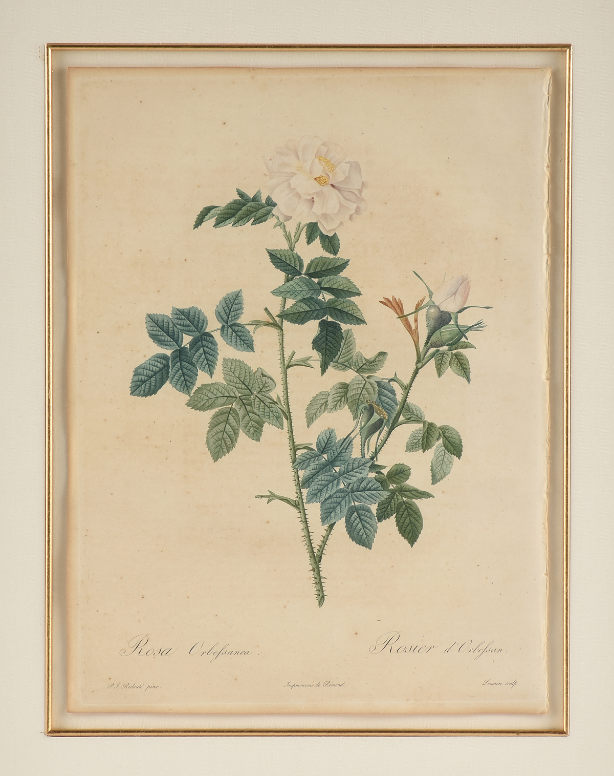 after PIERRE JOSEPH REDOUTÉ (Belgian/French 1759-1840) A PAIR OF BOTANICAL PRINTS, EARLY 19TH - Image 13 of 21