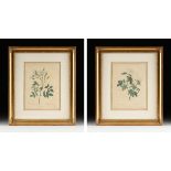after PIERRE JOSEPH REDOUTÉ (Belgian/French 1759-1840) A PAIR OF BOTANICAL PRINTS, EARLY 19TH