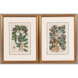 Georg Eberhard Rumphius (German, 1627-1702) Two Framed Botanical Prints from Herbarium Amboinense