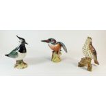 Three Beswick birds comprising: Kingfisher 2371, Song Thrush 2308 and Lapwing (first version) 2416a