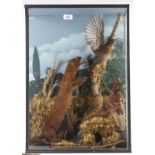 Cased and mounted Pine Martin and Thrush, 18 x 25½ x 9 ins