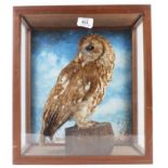 Cased and mounted Tawny Owl, 13½ x 15½ x 9 ins