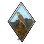 Mounted Kestrel in diamond shaped glass case, 24 x 17 ins Some glass panels cracked