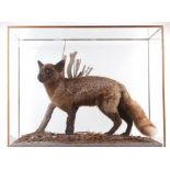 Cased and mounted young Vixen, 31 x 25½ x 16 ins