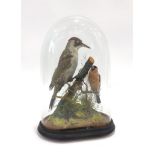 Mounted Green Woodpecker in glass dome case, 16 x 11 ins