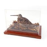 Cased and mounted Woodcock, on a mahogany base