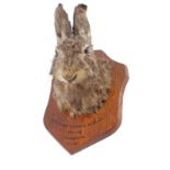 Shield mounted Hare with legend West Surrey & Horsell Beagles Red Lion - Thorpe 2hrs 8-2-39