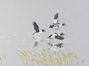 Framed and glazed watercolour depicting ducks in flight 'Goldeneye' by David Thompson, 1987