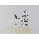 Framed and glazed watercolour depicting ducks in flight 'Goldeneye' by David Thompson, 1987