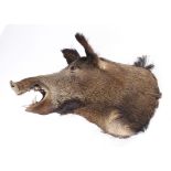 Mounted Wild Boar head