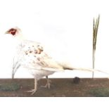 Cased and mounted Albino Cock Pheasant, 29½ x 20 x 12½ ins