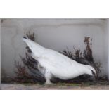 Cased and mounted Ptarmigan in the white, 18 x 12¼ x 7¼ ins