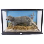 Cased and mounted Otter, 29 x 18 x 16½ ins