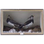 Cased and mounted pair Green Plover or Pewit, 22½ x 13½ x 10 ins