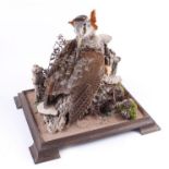 Mounted Woodcock in lift off glass case, 10 x 10 x 8 ins