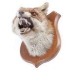 Shield mounted Fox's Mask