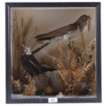Cased and mounted Hen Cuckoo and part Albino Blackbird, 16 x 17 x 9 ins